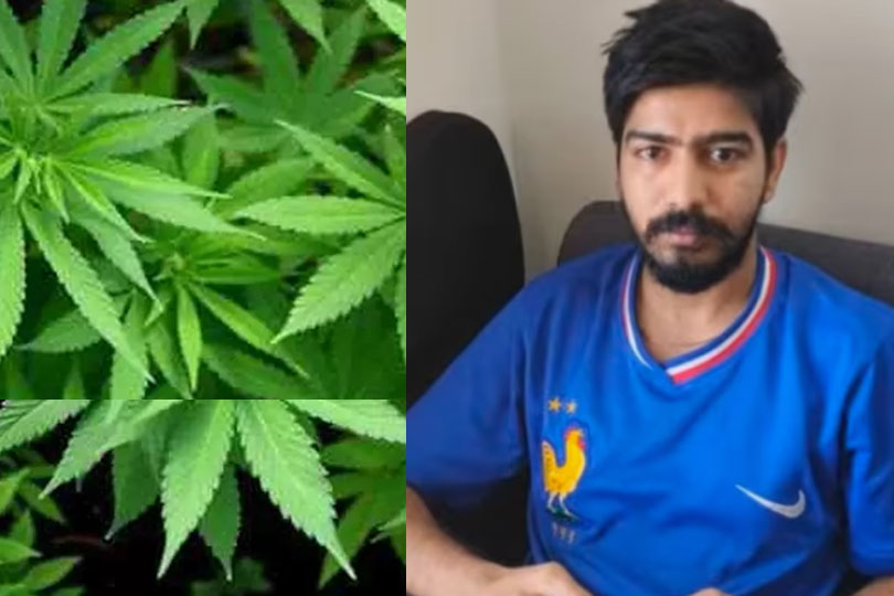 ഫ്ലാറ്റിനുള്ളില്‍ അത്യാധുനിക രീതിയില്‍ കഞ്ചാവ് കൃഷി ചെയ്ത ഐടി മാനേജർ പിടിയില്‍. 